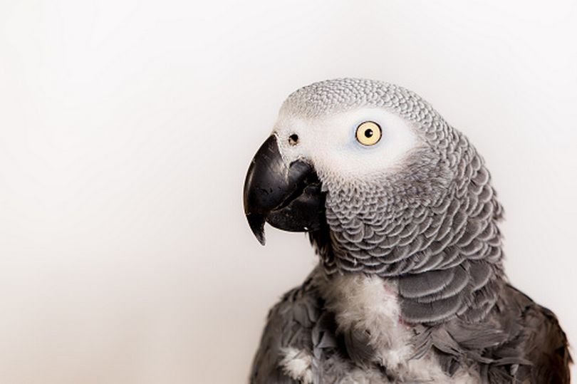 Parrot.jpg